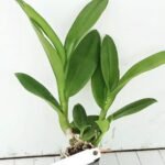 Orchid Dendrobium King Dragon - Image 2