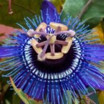 Krishna Kamal / Rakhi Bel Passion – Blue Flower Sapling