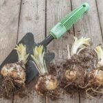 White Asiatic Lily / White Lilium Bulbs (Imported) - Image 2