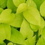 Golden Money Plant / Pothos (Sapling)