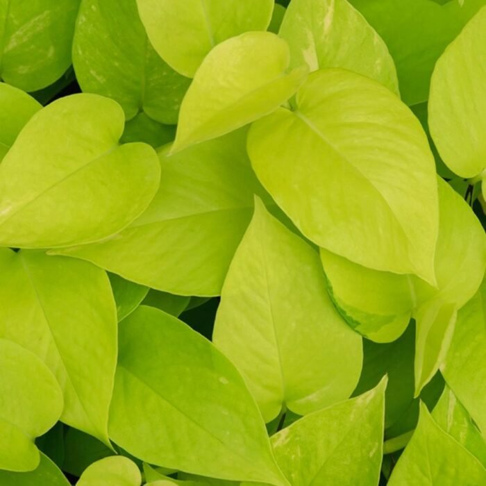 Golden Money Plant / Pothos (Sapling) - Image 1