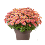 Guldavari/Chrysanthemum / Guldaudi Plant Combo Sapling (12 pcs) - Image 5