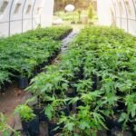 Red Lady Papaya Plant