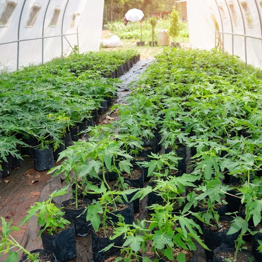 7 Red Lady Papaya Plant - Image 1