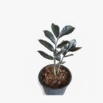 Black ZZ Plant (Zamioculcas zamiifolia) Sapling