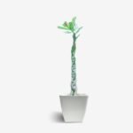 Adenium Braided Style / Twister Grafted – Rare Desert Rose - Image 3