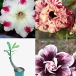 Adenium Mix Combo of 3 Plants