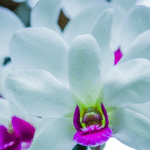 Orchid Dendrobium Burana Charming