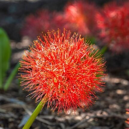 Football Lily Bulb
