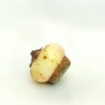Football Lily Bulb - Image 2