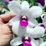 Orchid Dendrobium Burana Charming - Image 2