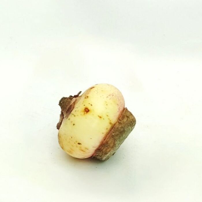 Football Lily Bulb - Image 2