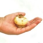 Football Lily Bulb - Image 3