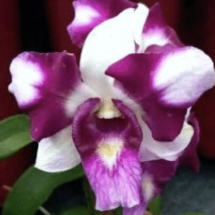 Orchid Dendrobium King Dragon