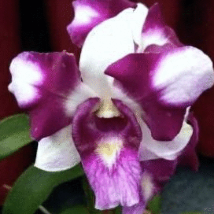 Orchid Dendrobium King Dragon - Image 1
