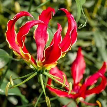 Gloriosa Rothilina Fire Lily Bulb