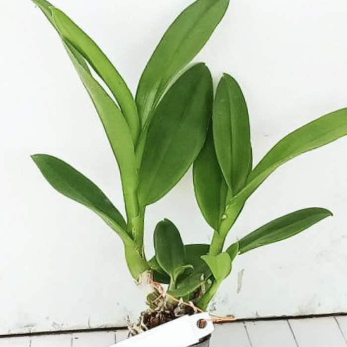 Orchid Dendrobium King Dragon - Image 2
