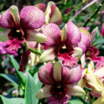 Orchid Dendrobium King Dragon Pink