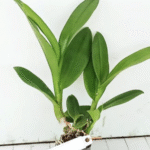 Orchid Dendrobium Sakda Blue - Image 2