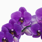 Orchid Dendrobium Sakda Blue
