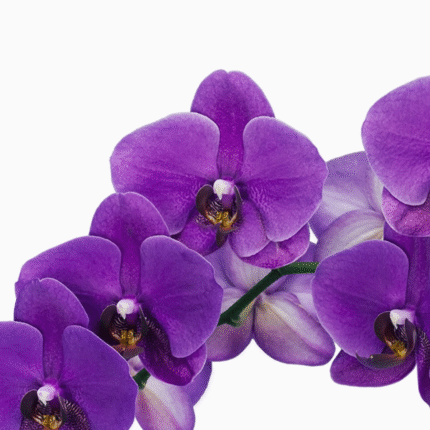 Orchid Dendrobium Sakda Blue