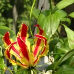Gloriosa Superba Fire Lily Bulb