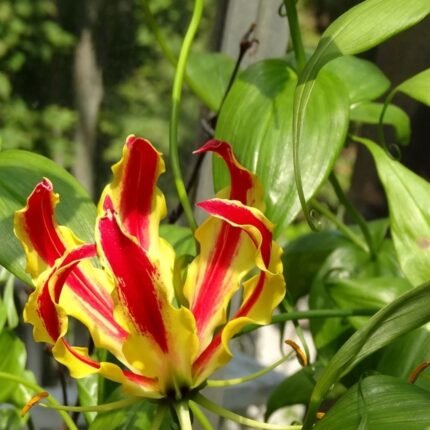 Gloriosa Superba Fire Lily Bulb