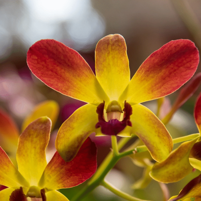 Orchid Dendrobium Thongchai Gold Shaded - Image 1