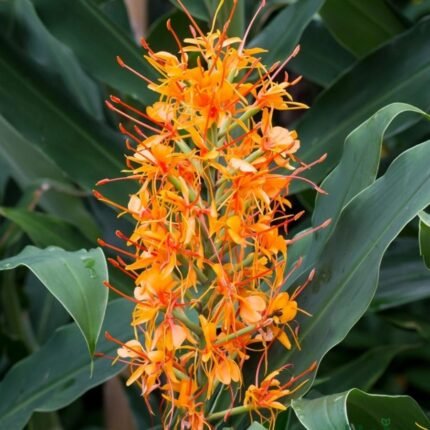 Hedychium Ginger Lily Orange Bulb