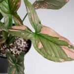 Syngonium Pink Splash (Sapling)