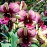 Orchid Dendrobium King Dragon Pink