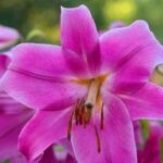 Pink Asiatic Lilies Bulbs / Pink Lilium (Imported)
