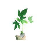 Red Lady Papaya Plant - Image 2