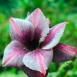 Adenium Braided Style / Twister Grafted – Rare Desert Rose