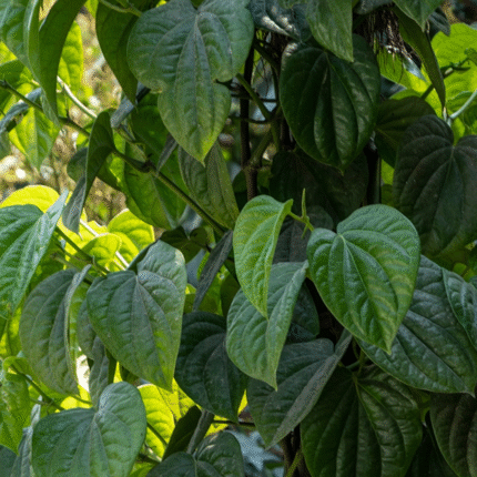 Spicy Paan Plant