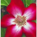 Adenium Padmini Grafted (Single Petal Red)
