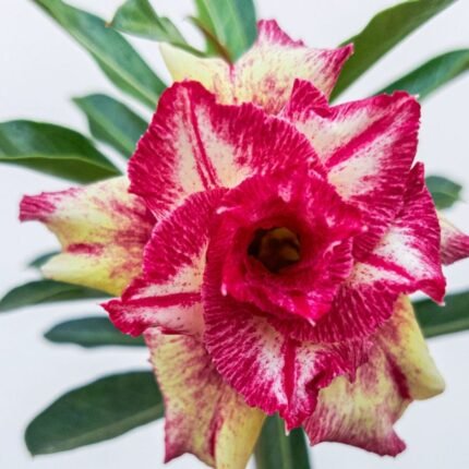 Adenium Rosy Grafted Plant (Red & White Liner)