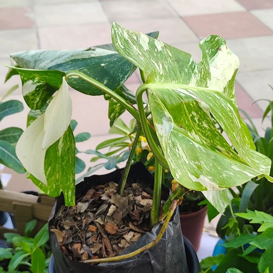 8 Monstera Swiss Cheese Variegated - Image 1