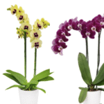 Phalaenopsis Orchid Combo of 2