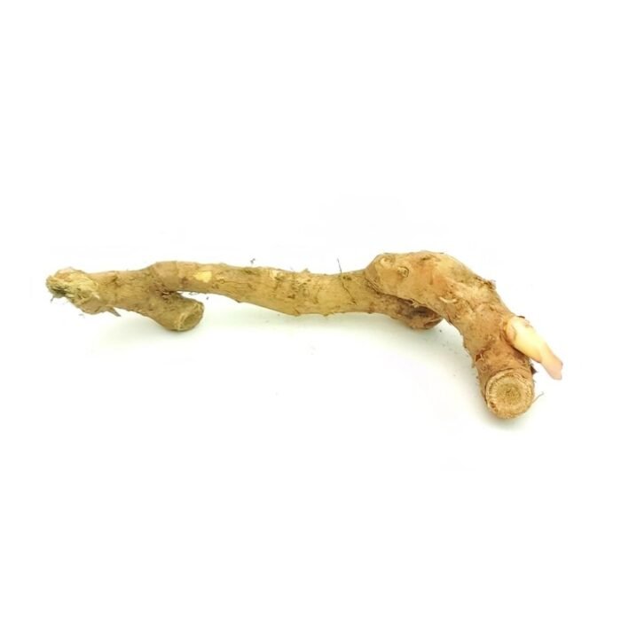 Hedychium Ginger Lily Orange Bulb - Image 2
