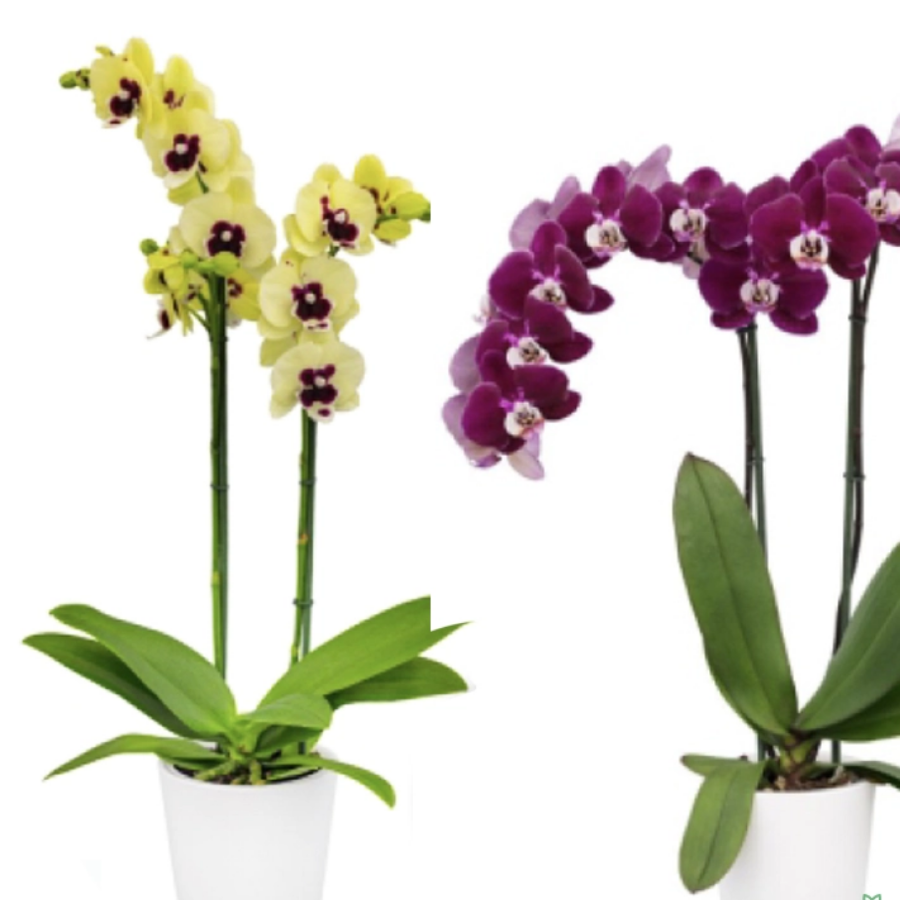 80 Phalaenopsis Orchid Combo of 2 - Image 1