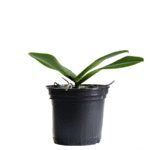 Phalaenopsis Orchid Combo of 2 - Image 2