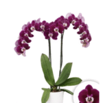 Phalaenopsis Orchid Hot Chilli