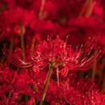 Lycoris Spider Lily Red Bulb