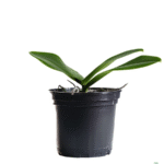 Phalaenopsis Orchid Hot Chilli - Image 2