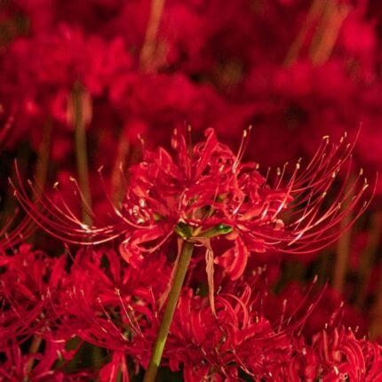 Lycoris Spider Lily Red Bulb