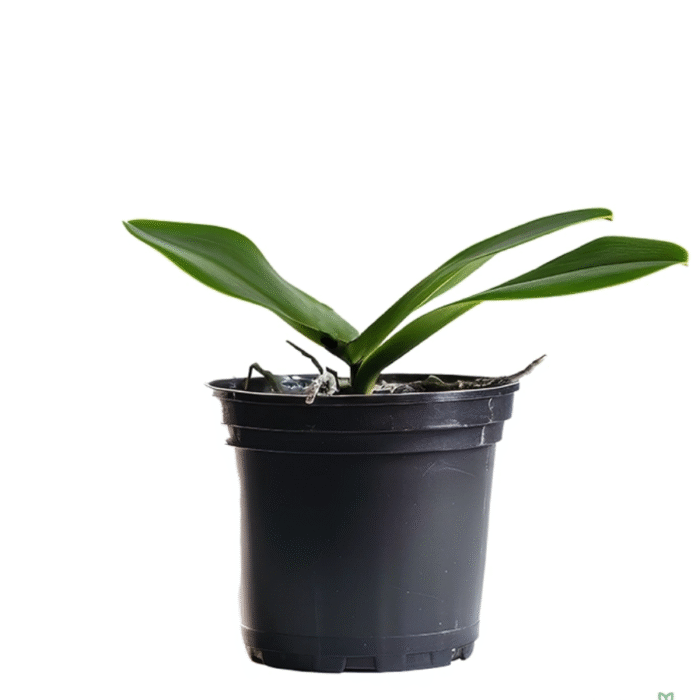 Phalaenopsis Orchid Hot Chilli - Image 2