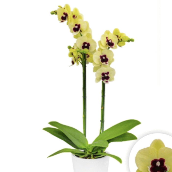 Phalaenopsis Orchid Talking Drum - Image 1