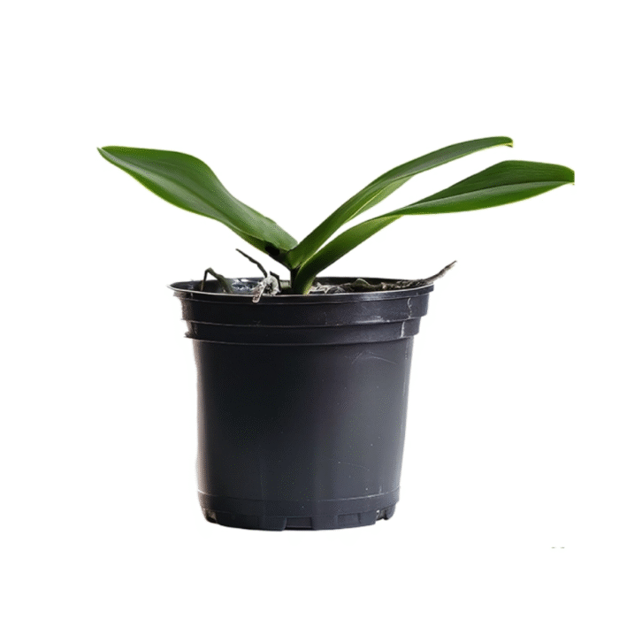 Phalaenopsis Orchid Talking Drum - Image 2