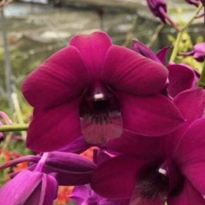 Orchid Dendrobium Red Forever (Dark Pink) - Image 1